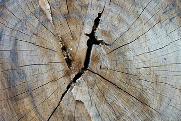 grunge log wood texture background of annual rings.