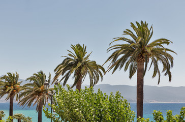 Palm trees in Ajaccio, Corsica, France.