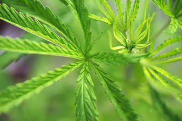 close up of green cannabis leaf background