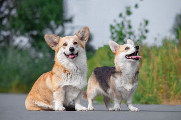 two lovely Welsh Corgi pembroke dogs on a walk