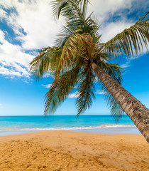 Palm tree in La perle beach in Guadeloupe
