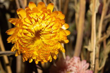 Dried yellow flowers close up. floral background