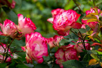 Closeup of a double delight rose