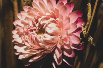 Dried pink flower close up. floral background