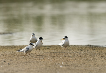 Little tern near a water body, Bahrain 
