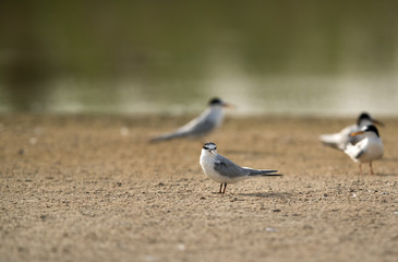 Little tern near a water body, Bahrain 