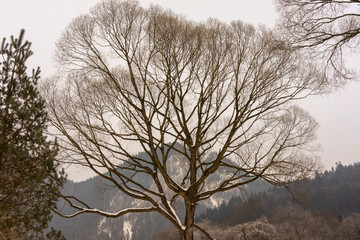 Drzewa na tle trzy korony Pieniny © SebbPL