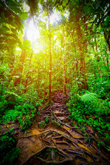 Roots in Basse Terre jungle in Guadeloupe