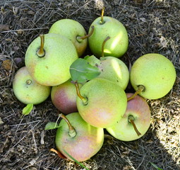 Unusually shaped green pears lie on dry grass. Harvest.