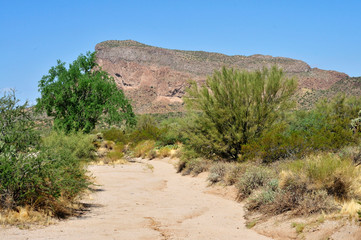 Fototapeta na wymiar Narrow Arizona desert arroyo
