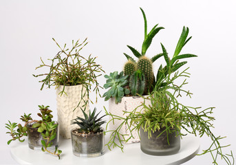 pots with mixed succulent plants