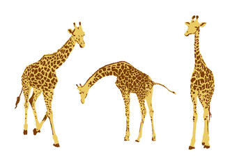 set of giraffe, collection of natural animal wildlife, vector illustration
