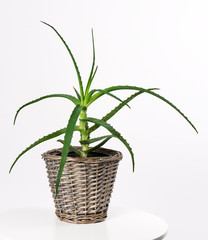 pot with aloe vera plant