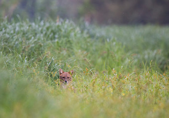 Golden jackapeeking out from high grass