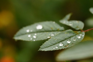 Drops of water on a rose bush leaf