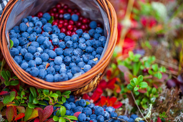 Blueberry ; Bush of a ripe bilberry in the summer closeup, tundra,