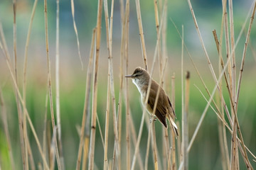 Warbler by the lake in reed