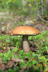 Leccinum aurantiacum. Mushroom boletus in the woods on the Yamal Peninsula