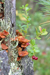 Xeromphalina campanella. Mushrooms and cranberries close up on a stump in the taiga