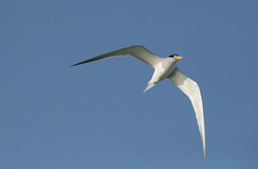 Lesser crested tern in flight at Busaiteen coast, Bahrain 