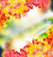 Fototapeta na wymiar autumn landscape with bright colorful foliage. Indian summer.