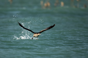The Great Cormorant takeoff at Busaiteen coast, Bahrain