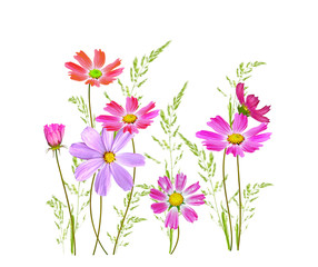 Bright colorful cosmos flowers