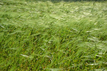 Waves on a wheat field in a strong wind