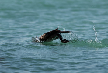 Fototapeta premium The Socotra cormorant bathing, Bahrain 