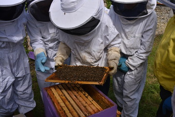 Cours d'apiculture