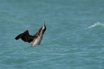 The Socotra cormorant flapping its wings while bathing, Bahrain 