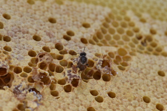 Abeille : naissance d'une reine  