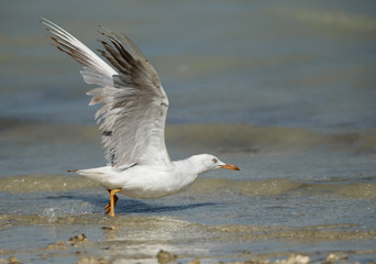 Slender-billed seagull takeoff at Busaiteen coast, Bahrain 