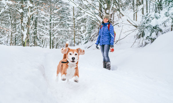 Active beagle dog running in deep snow. Its female owner lookking and smiling. Winter walks with pets concept image.