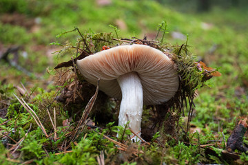 Edible white new born mushroom with cap in moss autumn forest background. Fungus in the natural environment. Big mushroom macro close up. Inspirational natural summer or fall landscape