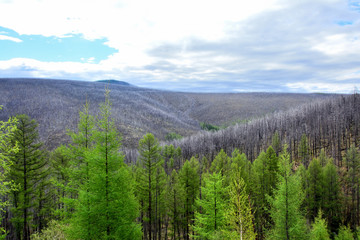 Fototapeta premium Landscape Nature Trees after the fire Forest Taiga Mountain Tops Burned forest