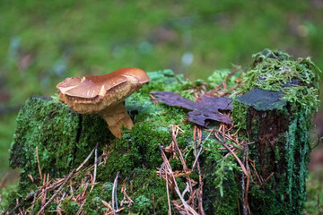 Beautiful closeup  brown mushroom bearded milkcup growing on an old trunk with green moss. Mushroom macro, Mushrooms photo, forest photo, forest background