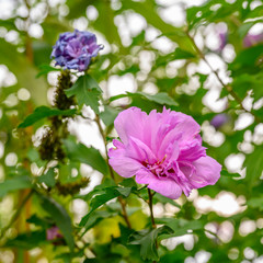 Closeup of a pink hibiscus blossom (Hibisceae) in the garden.