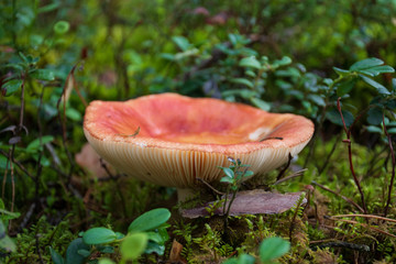 Edible small mushroom Russula with red russet cap in moss autumn forest background. Fungus in the natural environment. Big mushroom macro close up. Inspirational natural summer or fall landscape