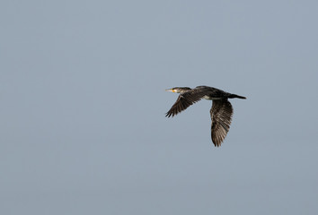 Obraz premium The Socotra cormorant in flight, Bahrain