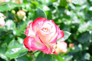 ピンクと白の薔薇