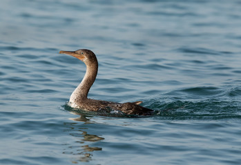 Fototapeta premium The Socotra cormorant swimming in Busiateen water, Bahrain