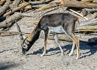 Blackbuck Latin name - Antilope cervicapra