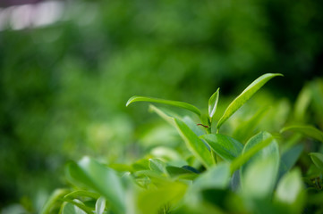 The tops of green tea leaves are rich and attractive.