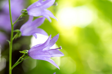 Glockenblume Campanula im Garten als Makro