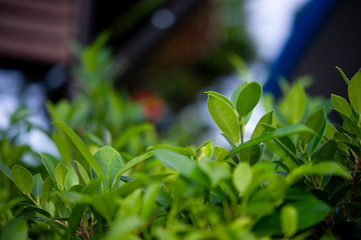 The tops of green tea leaves are rich and attractive.