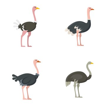 Ostrich icons set. Flat set of ostrich vector icons for web design