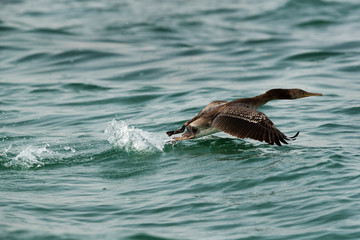 The Socotra cormorant takeoff at Busiateen coast, Bahrain 