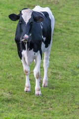 A close up photo of a black and white cow standing in a field 