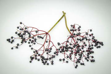 branch of a tree